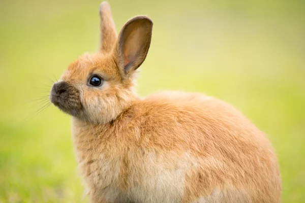 Wild Bunny se alimenta de hierbas locales lindo conejo —  Fotos de Stock