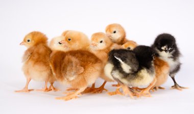 Bebek kız yenidoğan çiftlik Australorp Rhode Island kırmızı tavuk