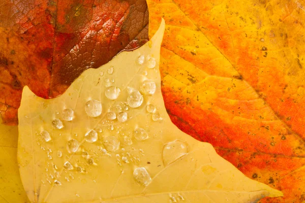 Листья опавшей зимней природы осенью Изменение сезона капли росы — стоковое фото