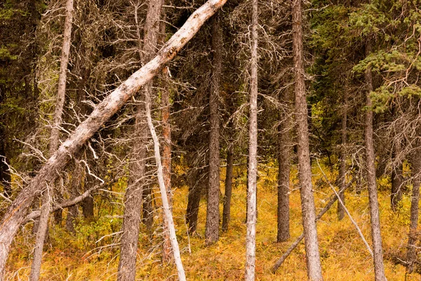 Cadono alberi morti sopra la rigenerazione della foresta naturale — Foto Stock