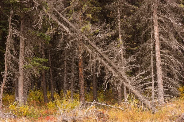 Mrtvé stromy na podzim přes přírodní lesní Regenertation — Stock fotografie