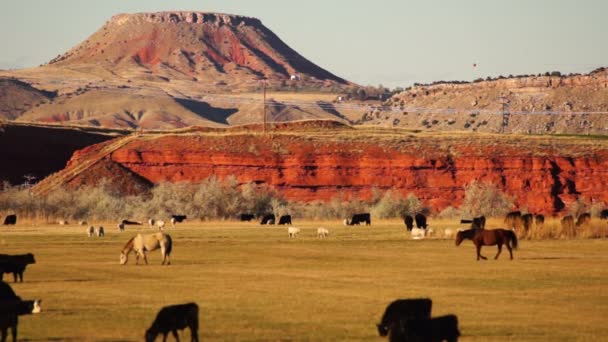 美丽的比尤特牲畜牧场瑟姆怀俄明州美国西部 — 图库视频影像