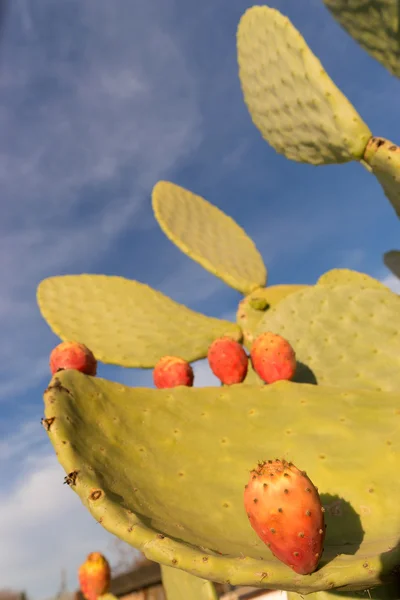 Blooming California Opuntia Cacti Common Western Cactus Prickly Pear — Stock Photo, Image