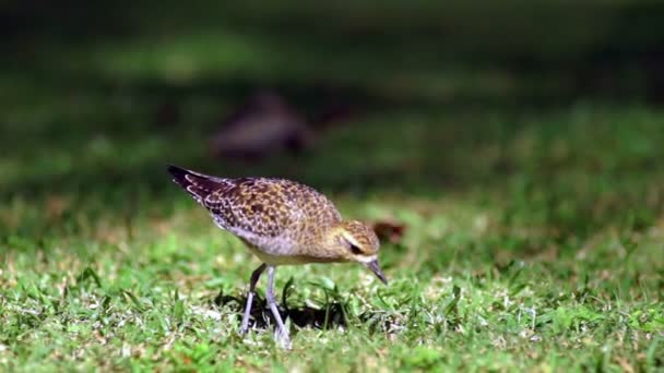 Американський Золотий Plover годування птаха знаходить черв'яка Землі — стокове відео