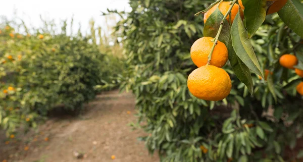 Huerto de mandarina Cítricos Alimentos Agricultura Cosecha madura — Foto de Stock