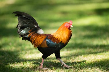Vahşi horoz Halk parkı Oahu Hawaii vahşi tavuk