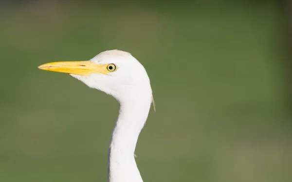 野鳥アマサギ オアフ島ハワイ ネイティブ野生動物 — ストック写真