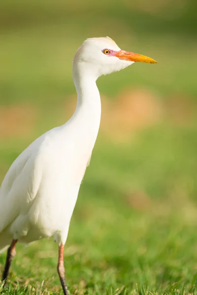 Wild Bird Cattle Egret Oahu Hawaii Native Animal Wildlife — Stock Photo, Image