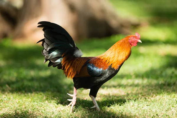 Feral Rooster Public Park Oahu Hawaii Wild Chicken — Stock Photo, Image