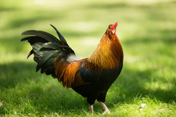 Feral hane offentligheden park Oahu Hawaii vilde kylling - Stock-foto