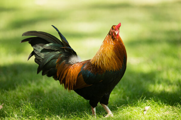 Feral Rooster Public Park Oahu Hawaii Wild Chicken
