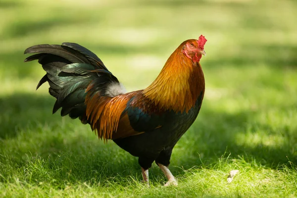 Feral Rooster openbare Park Oahu Hawaii Wild kip — Stockfoto