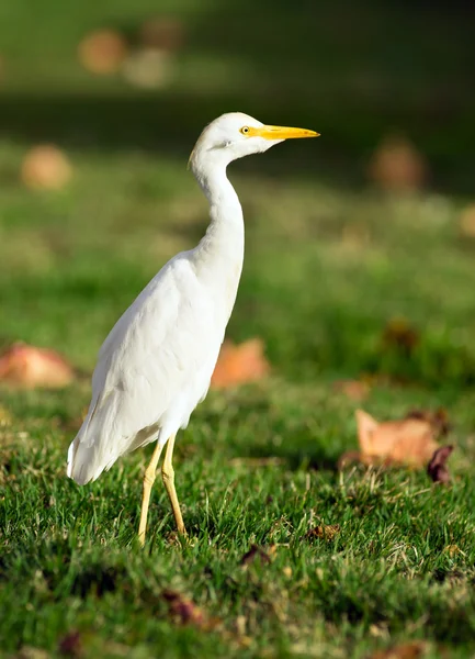 Wild Bird Cattle Egret Oahu Hawaii Native Animal Wildlife — Stock Photo, Image