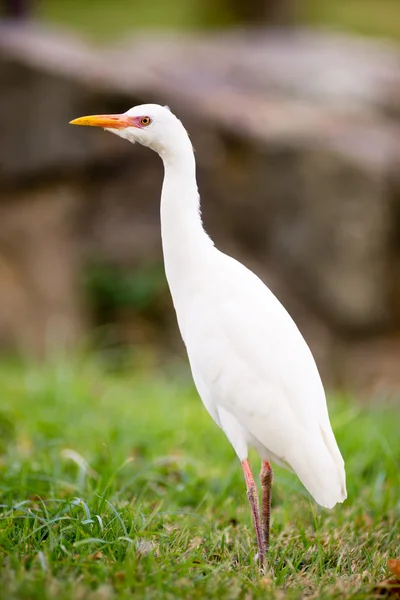 Wild Bird Cattle Egret Oahu Hawaii Native Animal Wildlife — Stock Photo, Image