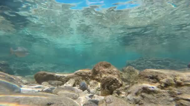 Trópusi hal Hanauma Bay víz alatti déli partján Oahu, Hawaii — Stock videók