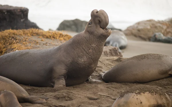 Elephant Seal Wild Mammal Rears Back to Sound Alarm — Stock Photo, Image