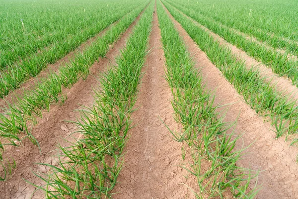 Farmer's veld groene uien Californië landbouw voedsel teler — Stockfoto