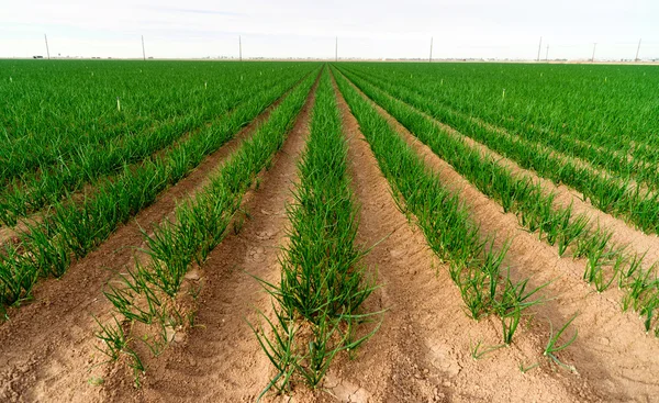 Rolnika pole zielone cebule California rolnictwa żywności plantatora — Zdjęcie stockowe