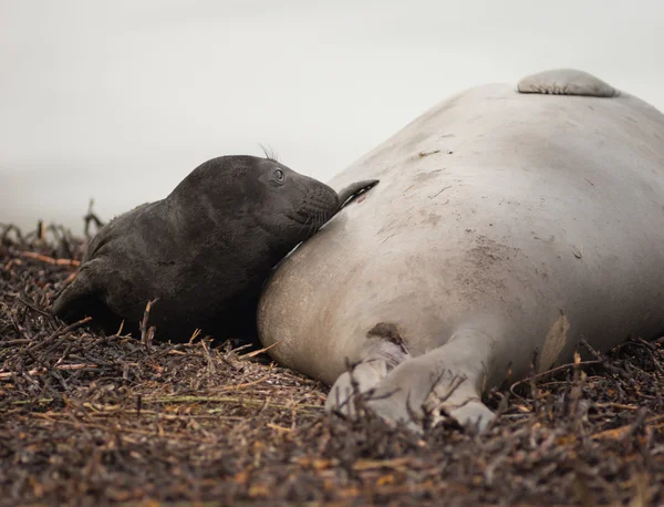 Newborn Elephant Seal Lays Beach With Mother — Stock Photo, Image