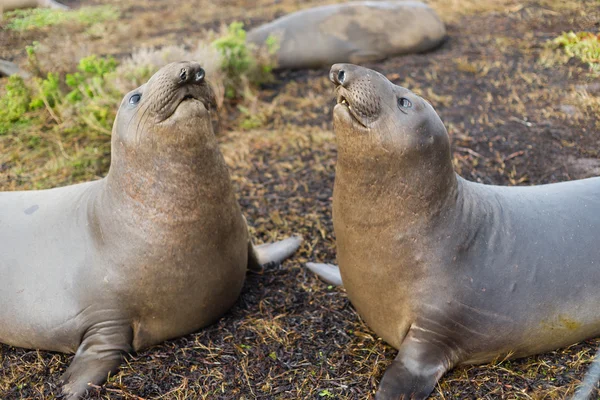 Two Female Elephant Seals Play Pacific Coast California USA — Stock Photo, Image