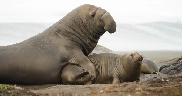 Grote zeeolifant mannetje kiest vrouwtje tijdens de paartijd — Stockfoto