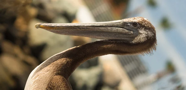 Brauner wilder pelikanischer vogel san diego marina tierische federn — Stockfoto
