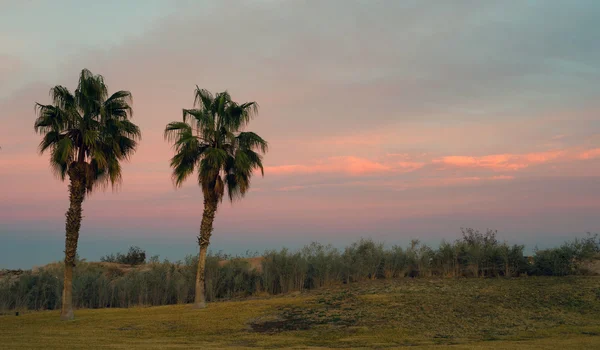 Palmiye ağaçları West Coast tropikal California Sunset — Stok fotoğraf