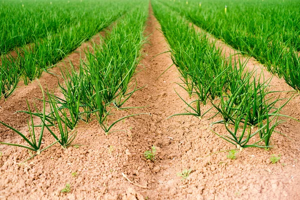 Farmer's Field Green Onions California Agriculture Food Grower — Stock Photo, Image