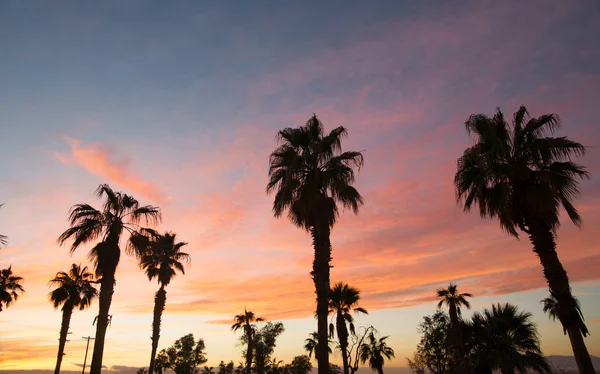 Palmiye ağacı West Coast tropikal California Sunset — Stok fotoğraf