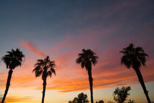 Palm Treee δυτική ακτή Καλιφόρνια τροπικό ηλιοβασίλεμα — Φωτογραφία Αρχείου