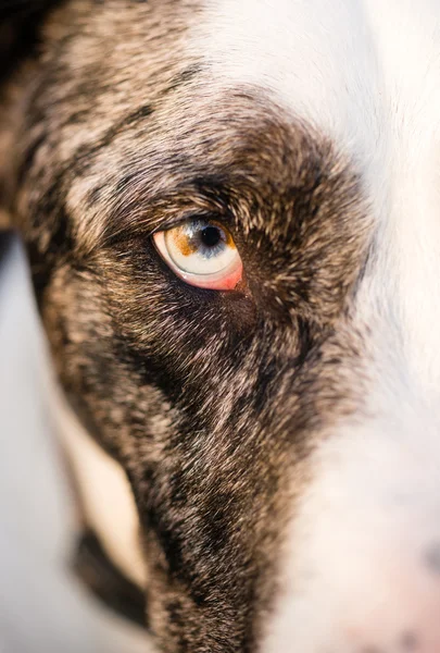 Pupille d'oeil d'animal de chien canin intense couleur unique — Photo