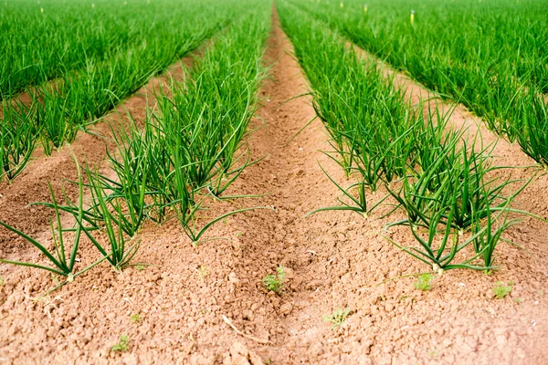 Farmer Feld grüne Zwiebeln Kalifornien Landwirtschaft Nahrungsmittelanbauer — Stockfoto