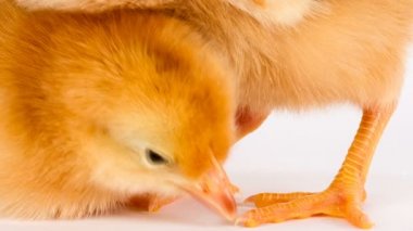 Beyaz rhode Island red duran bebek tavuk yenidoğan çiftlik tavukları