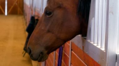 at kafasını ahırlar padok sopa.