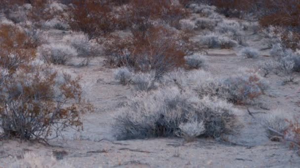 Providence-i hegyek Edgar & szökőkút csúcs Mojave-sivatagban — Stock videók