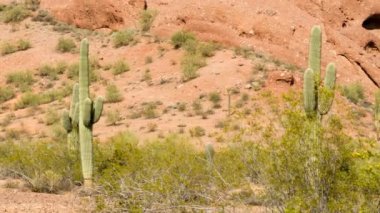 Kaktüs kurak manzara Arizona Çölü manzara kırmızı kayalar