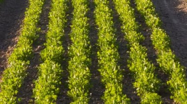 Satır Herb Çiftliği Tarım alanı bitki bitki ekili