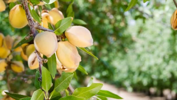 Almendras Nueces Árbol Agricultura Producción de Alimentos Huerto California — Vídeo de stock