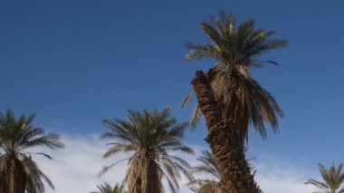 Tropikal ağaçlar ocağı Creek Death Valley bir vaha
