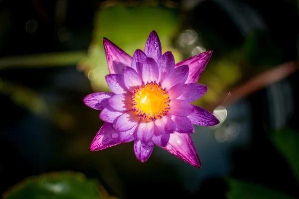 Lotosový květ a lotus květ rostliny — Stock fotografie