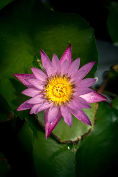 Lotosový květ a lotus květ rostliny — Stock fotografie