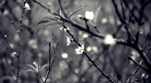 Flores de cerezo en blanco y negro . — Foto de Stock