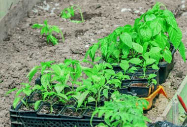 Lahanası fidan tencere