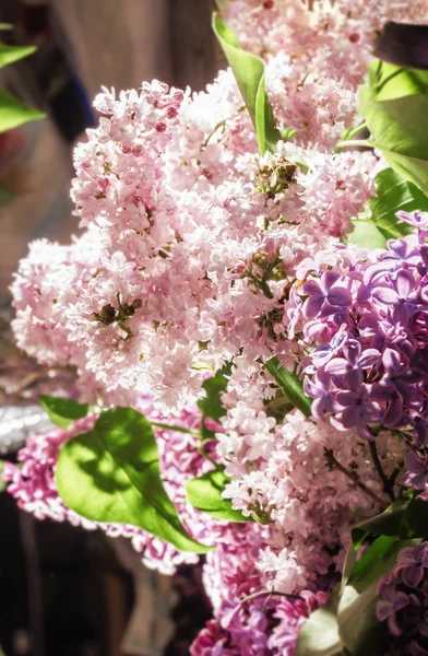 Bukett av färska lila — Stockfoto