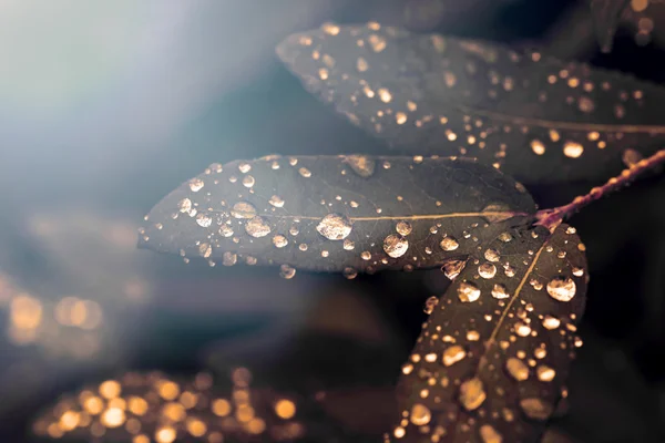 Gouttes sur les feuilles en demi-tons peu de lumière — Photo