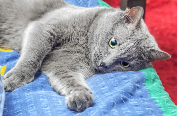 Gray adult cat sad on bed