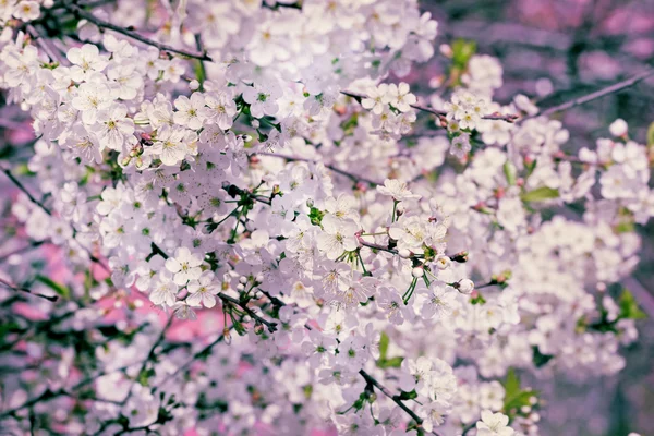Blommande grenar av körsbär i rosa — Stockfoto