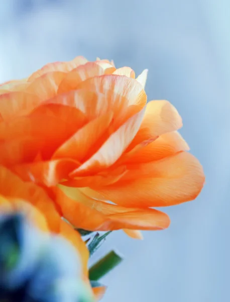 Ranunculuses 的美橙花 — 图库照片