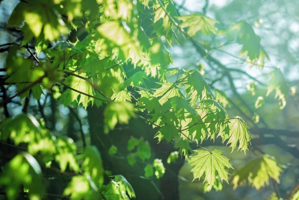 Genç akçaağaç yaprakları güneş ışığı altında — Stok fotoğraf
