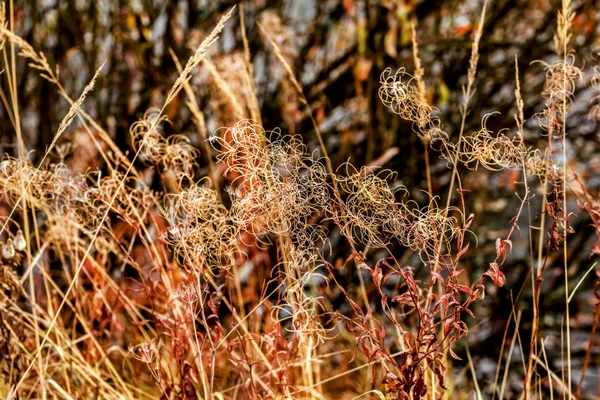 Autumn dry grass — Stock Photo, Image